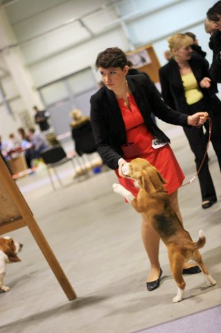 lublin - best puppy 3